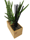 <b>AIRA - Aloe</b><br>vaso/diffusore di aromi, con pianta inclusa <i>Aloe Vera</i> - 𝘕EASYJUNGLE