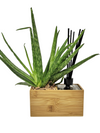 <b>AIRA - Aloe</b><br>vaso/diffusore di aromi, con pianta inclusa <i>Aloe Vera</i> - 𝘕EASYJUNGLE