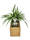 Porta sapone liquido | Saebe | boccetta di vetro 200ml - 𝘕EASYJUNGLE