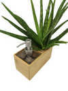 <b>SAEBE - Aloe</b><br>vaso/dispenser per sapone o gel, con pianta inclusa <i>Aloe Vera</i> - 𝘕EASYJUNGLE