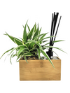 Diffusore oli essenziali | Aira Black | con pianta Chlorophytum - 𝘕EASYJUNGLE