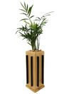 Coffii Black | con pianta Chamaedorea Elegans  - 𝘕EASYJUNGLE