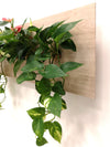 <b>SELVA - Anthurium</b><br>quadro/vaso da parete XL, con 6 piante incluse <i>Anthurium, Pothos e Spathiphyllum</i> - 𝘕EASYJUNGLE