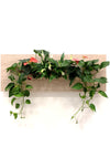 <b>SELVA - Anthurium</b><br>quadro/vaso da parete XL, con 6 piante incluse <i>Anthurium, Pothos e Spathiphyllum</i> - 𝘕EASYJUNGLE