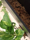 <b>SELVA LAVAGNA</b><br>lavagna/vaso da parete XL, 100 cm, pvc riciclato - 𝘕EASYJUNGLE