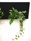 <b>SELVA LAVAGNA - Edera</b><br>lavagna/vaso da parete XL, con 4 piante incluse <i>Edera e Pothos</i> - 𝘕EASYJUNGLE