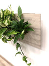 <b>SELVA - Dieffenbachia</b><br>quadro/vaso da parete XL, con 6 piante incluse <i>Dieffenbachia, Pothos e Spathiphyllum</i> - 𝘕EASYJUNGLE