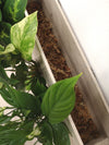 <b>SELVA - Dieffenbachia</b><br>quadro/vaso da parete XL, con 6 piante incluse <i>Dieffenbachia, Pothos e Spathiphyllum</i> - 𝘕EASYJUNGLE