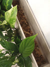 <b>SELVA - Dieffenbachia</b><br>quadro/vaso da parete XL, con 6 piante incluse <i>Dieffenbachia, Pothos e Spathiphyllum</i> - 𝘕EASYJUNGLE