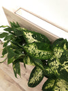 <b>SELVA - Dieffenbachia</b><br>quadro/vaso da parete XL, con 6 piante incluse <i>Dieffenbachia, Pothos e Spathiphyllum</i> - 𝘕EASYJUNGLE
