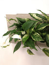 <b>SELVA - Dieffenbachia</b><br>quadro/vaso da parete XL, con 6 piante incluse <i>Dieffenbachia, Pothos e Spathiphyllum</i> - 𝘕EASYJUNGLE