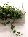 <b>SELVA - Dieffenbachia</b><br>quadro/vaso da parete XL, con 6 piante incluse <i>Dieffenbachia, Pothos e Spathiphyllum</i> - 𝘕EASYJUNGLE