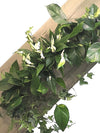 <b>SELVA - Edera</b><br>quadro/vaso da parete XL, con 6 piante incluse <i>Edera, Pothos e Spathiphyllum</i> - 𝘕EASYJUNGLE