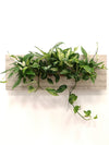 <b>SELVA - Dieffenbachia</b><br>quadro/vaso da parete XL, con 6 piante incluse <i>Dieffenbachia, Pothos e Spathiphyllum</i> - 𝘕EASYJUNGLE