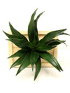 <b>LIAF S - Dracaena</b><br>quadro/vaso da parete, con pianta inclusa <i>Dracaena</i> - 𝘕EASYJUNGLE