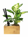 <b>AIRA - Dieffenbachia</b><br>vaso/diffusore di aromi, con pianta inclusa <i>Dieffenbachia</i> - 𝘕EASYJUNGLE