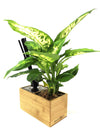 <b>AIRA - Dieffenbachia</b><br>vaso/diffusore di aromi, con pianta inclusa <i>Dieffenbachia</i> - 𝘕EASYJUNGLE