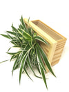 <b>LIAF S - Chloro</b><br>quadro/vaso da parete, con pianta inclusa <i>Chlorophytum</i> - 𝘕EASYJUNGLE