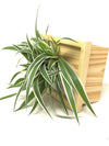 <b>LIAF S - Chloro</b><br>quadro/vaso da parete, con pianta inclusa <i>Chlorophytum</i> - 𝘕EASYJUNGLE