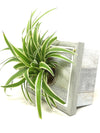 <b>LIAF S - Chloro</b><br>quadro/vaso da parete, con pianta inclusa <i>Chlorophytum</i> - 𝘕EASYJUNGLE