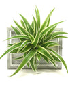 <b>LIAF S - Chloro</b><br>quadro/vaso da parete, con pianta inclusa <i>Chlorophytum</i> - 𝘕EASYJUNGLE