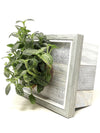 <b>LIAF S - Fittonia</b><br>quadro/vaso da parete, con pianta inclusa <i>Fittonia Albivenis</i> - 𝘕EASYJUNGLE