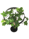 <b>RUNDA - Edera</b><br>vaso con tutore/centrotavola, con pianta inclusa <i>Edera Variegata</i> - 𝘕EASYJUNGLE