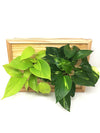 LIAF Medium Wood | con piante Pothos - 𝘕EASYJUNGLE 