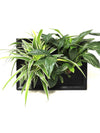 <b>LIAF M - Chloro</b><br>quadro/vaso da parete, con 2 piante incluse <i>Chlorophytum e Spathiphyllum</i> - 𝘕EASYJUNGLE