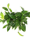 <b>LIAF M - Spathi</b><br>quadro/vaso da parete, con 2 piante incluse <i>Spathiphyllum</i> - 𝘕EASYJUNGLE