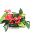 <b>LIAF M - Anthurium</b><br>quadro/vaso da parete, con 2 piante incluse <i>Anthurium Red</i> - 𝘕EASYJUNGLE