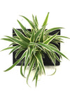 <b>LIAF S - Chloro</b><br>quadro/vaso da parete, con pianta inclusa <i>Chlorophytum</i> - 𝘕EASYJUNGLE