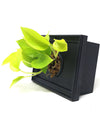 <b>LIAF S - Neon</b><br>quadro/vaso da parete, con pianta inclusa <i>Pothos Neon</i> - 𝘕EASYJUNGLE