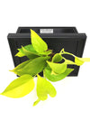 <b>LIAF S - Neon</b><br>quadro/vaso da parete, con pianta inclusa <i>Pothos Neon</i> - 𝘕EASYJUNGLE