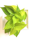 <b>LIAF S - Neon</b><br>quadro/vaso da parete, con pianta inclusa <i>Pothos Neon</i> - 𝘕EASYJUNGLE