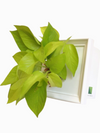 <b>LIAF S - Neon</b><br>quadro/vaso da parete, con pianta inclusa <i>Pothos Neon</i> - 𝘕EASYJUNGLE