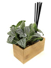 <b>AIRA - Fittonia</b><br>vaso/diffusore di aromi, con pianta inclusa <i>Fittonia Albivenis</i> - 𝘕EASYJUNGLE