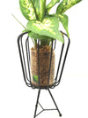 <b>FLYT - Dieffenbachia</b><br>vaso/centrotavola, con pianta inclusa <i>Dieffenbachia</i> - 𝘕EASYJUNGLE