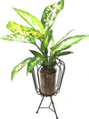 <b>FLYT - Dieffenbachia</b><br>vaso/centrotavola, con pianta inclusa <i>Dieffenbachia</i> - 𝘕EASYJUNGLE