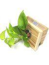 <b>LIAF S - Neon</b><br>quadro/vaso da parete, con pianta inclusa <i>Pothos Neon</i> - 𝘕EASYJUNGLE