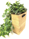 <b>FLORA - Edera</b><br>vaso da appendere componibile, con pianta inclusa <i>Edera Variegata</i> - 𝘕EASYJUNGLE