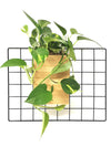 <b>FLORA - Pothos</b><br>vaso da appendere componibile, con pianta inclusa <i>Pothos Aureum</i> - 𝘕EASYJUNGLE