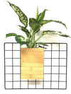 <b>FLORA - Dieffenbachia</b><br>vaso da appendere componibile, con pianta inclusa <i>Dieffenbachia</i> - 𝘕EASYJUNGLE