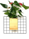 <b>FLORA - Anthurium</b><br>vaso da appendere componibile, con pianta inclusa <i>Anthurium Red</i> - 𝘕EASYJUNGLE