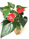 <b>FLORA - Anthurium</b><br>vaso da appendere componibile, con pianta inclusa <i>Anthurium Red</i> - 𝘕EASYJUNGLE