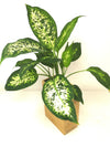 <b>FLORA - Dieffenbachia</b><br>vaso da appendere componibile, con pianta inclusa <i>Dieffenbachia</i> - 𝘕EASYJUNGLE