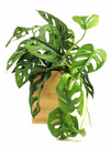 <b>FLORA - Monstera</b><br>vaso da appendere componibile, con pianta inclusa <i>Monstera Monkey</i> - 𝘕EASYJUNGLE