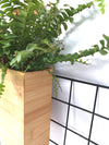 <b>FLORA - Felce</b><br>vaso da appendere componibile, con pianta inclusa <i>Nephrolepis</i> - 𝘕EASYJUNGLE