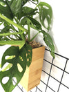 <b>FLORA - Monstera</b><br>vaso da appendere componibile, con pianta inclusa <i>Monstera Monkey</i> - 𝘕EASYJUNGLE