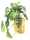 <b>FLORA - Monstera</b><br>vaso da appendere componibile, con pianta inclusa <i>Monstera Monkey</i> - 𝘕EASYJUNGLE